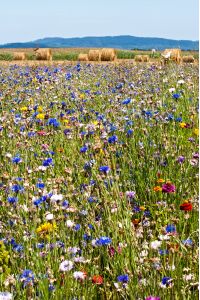 champ de fleurs 3954 300 dpi